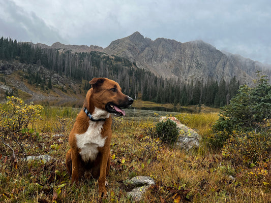 Top Tips for Running With Your Dog